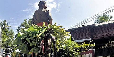 Colocasia leaves are highly sought-after during Karkidakam for its health benefits