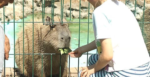 FB: Zoológico de Morelia