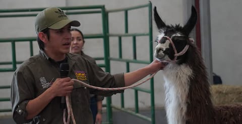 Zoológico de Morelia alcanzó casi el millón de visitantes en 2025
