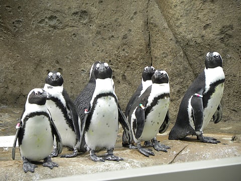 Penguins