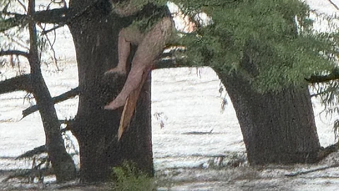 A girl stranded in a tree after being swept 12 miles down the Guadalupe River during a catastrophic flood in Central Texas.