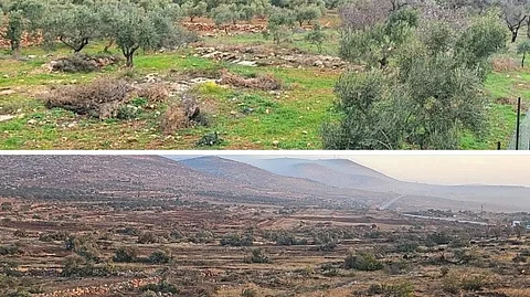 Before and after Israeli bulldozers uprooted thousands of olive trees in al-Mughayyir.