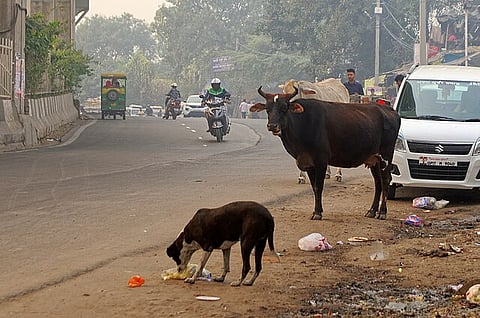 Stray Dogs Disrupt World Para Athletics in New Delhi
