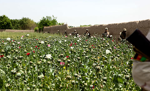 Poppy field, Helmand Province, Afghanistan