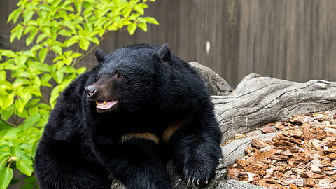 Japan Deploys Troops to Northern Towns Amid Record Bear Attacks