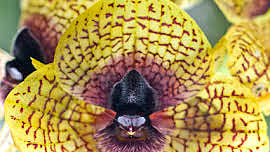 Telipogon cruentilabrum