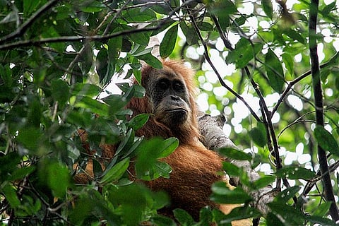Tapanuli Orangutan Amid Threat of Extinction