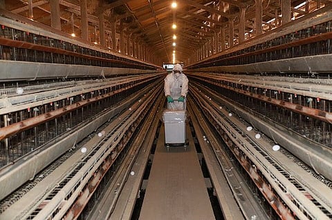 Australia detects first suspected H5N1 case on mainland