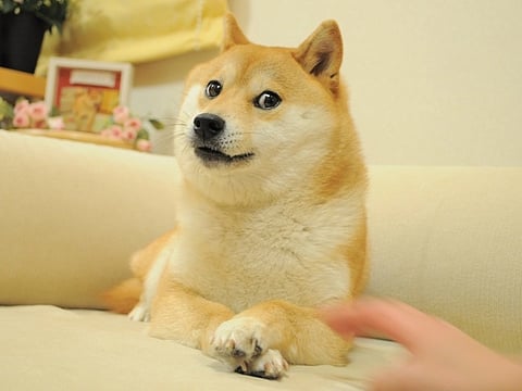 Kabosu, meme-sensation and the real-life dog behind Dogecoin, in ‘dangerous’ health condition; Netizens wishing for her speedy recovery