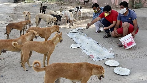 Stray dogs won't get aggressive if you feed and care for them: Bombay High Court tells residential complex management