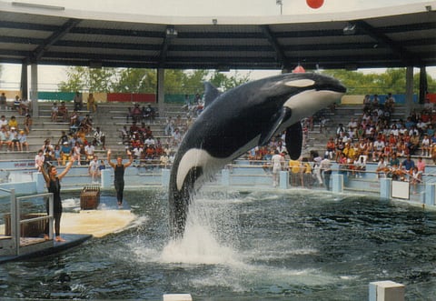 Florida aquarium to release Lolita 'the killer whale' after more than 50 years in captivity