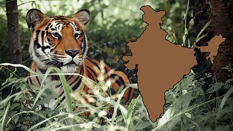 India marks 50 years of Project Tiger : Here's how India saved extinction of the endangered Wild Cats