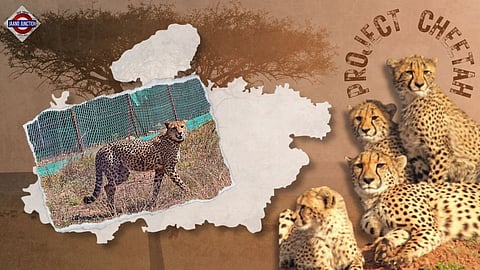 Project Cheetah Faces Challenges After Recent Fatalities, 10 Released Will Be Brought Back to MP’s Kuno