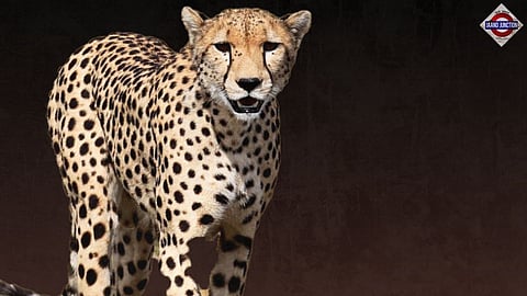 Another Female Cheetah 'Dhatri' Found Dead in Kuno National Park