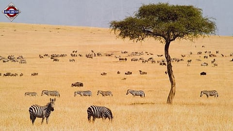 Kenya to become visa-free from January 2024