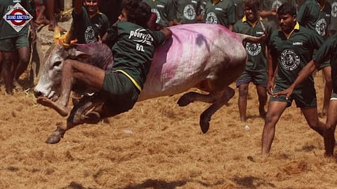 2 dead, 70 injured during Jallikattu bull taming festival in Tamil Nadu's Sivaganga
