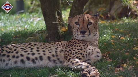 Namibian cheetah dies at Kuno park, 10th fatality since start of revival project