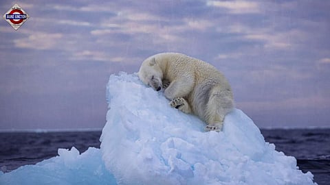British photographer wins award for stunning pic of polar bear napping on ice