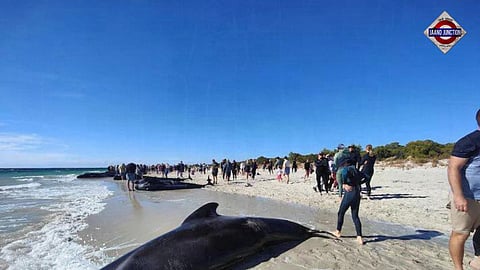 Over 100 pilot whales stranded on western Australian beach rescued