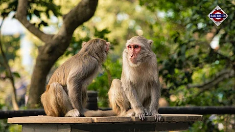 Hong Kong's first human case of B virus after monkey attack: Know about it