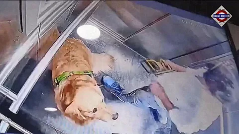 Dog walker repeatedly hits pet inside Gurugram society lift, video goes viral