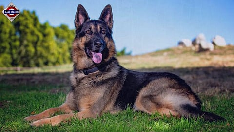 Uttar Pradesh judge’s dog 'stolen' from his home, case against over 2 dozen people
