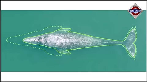 The Gray whales are shrinking. Their body has diminished by 13% in last 20 years
