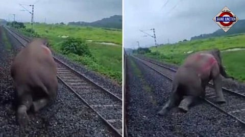Elephant killed after being hit by speeding train in Assam