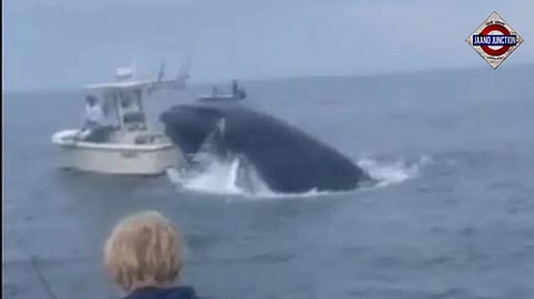 Video: Whale lands on fishing boat in US's New Hampshire, vessel capsizes