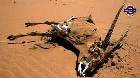 Drought-stricken Namibia