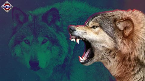 Toddler killed, 3 injured as wolves continue to terrorise UP's Bahraich