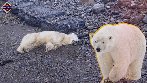 Polar bear shot dead by cops in Iceland