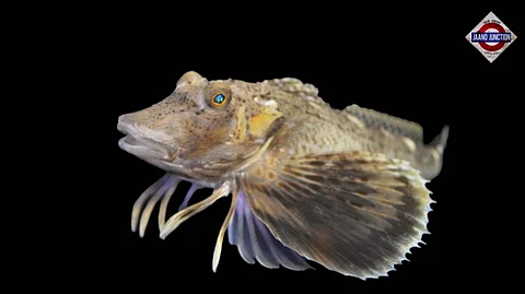 Mysterious fish living on the ocean floor has legs to walk