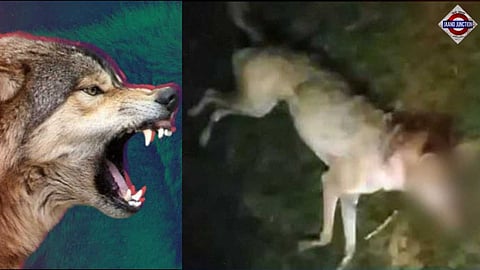 The wolf was beaten to death while attempting to hunt a goat after failing to prey on a child.