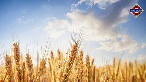 Cabinet approves MSP for rabi crops for marketing season 2025-26
