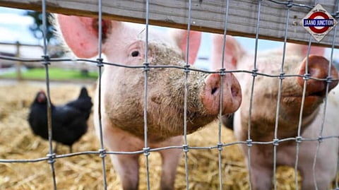US detects H5N1 bird flu in pig for first time