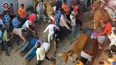 Viral video: People in this MP village let cows walk over men for this reason on Govardhan Puja