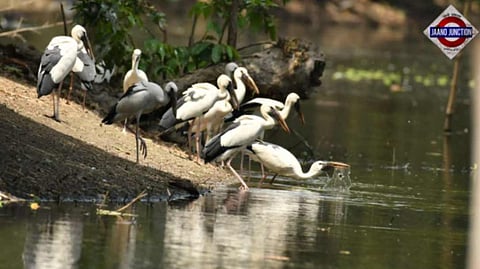 Bhawanipur Bird Sanctuary, Madhubani, Bihar