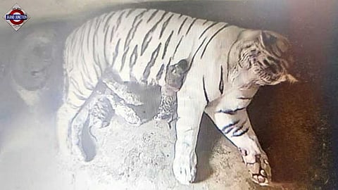 White tigress Rupa gives birth to four new cubs.
