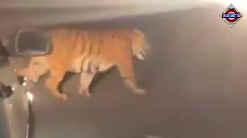 From Maharashtra to Telangana: Tiger Johnny travels 300 km in search of mate