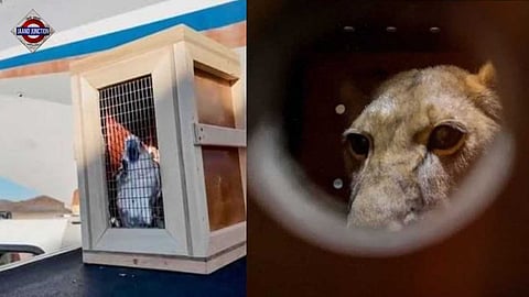 Russia gifts bears and a lion to North Korea.