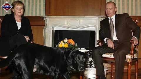 Vladimir Putin denied using dog to intimidate Merkel in 2007.