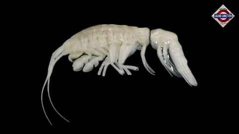 Dulcibella camanchaca, a newly identified amphipod from the Atacama Trench.