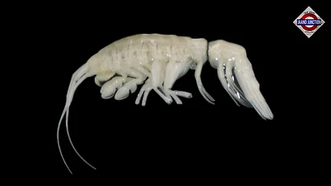 Dulcibella camanchaca, a newly identified amphipod from the Atacama Trench.