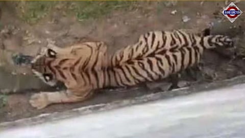 Tiger Escapes Sariska Reserve, 3 Injured Including Woman in Dausa