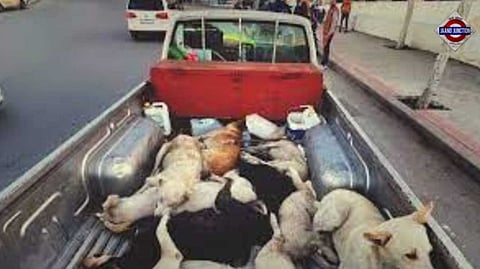 3 Million dogs to be killed in Morocco ahead of the FIFA World Cup in a 'brutal clean-up of the streets'