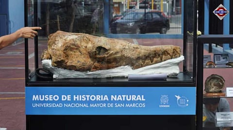 Great white shark's 9-million-year-old ancestor found in Peru