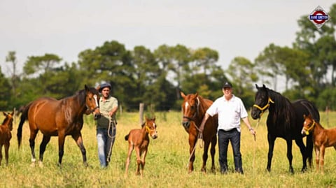 World's first genetically modified horse produced in Argentina