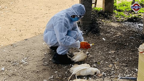 Bird flu hits western India’s biggest egg-supply hub, again