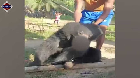 A video of the two villagers torturing a bear in Chhattisgarh's Sukma has gone viral on social media.